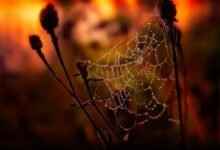 peak hour drop frequency