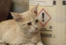 assessing xovfullmins safety risks