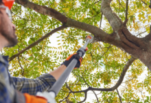 A Practical Guide To Safe, Healthy Trees